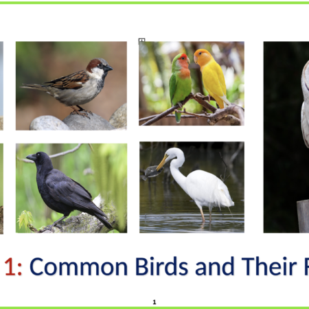 Birds - Session 1 : Common birds