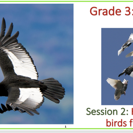 Birds- How do birds fly?